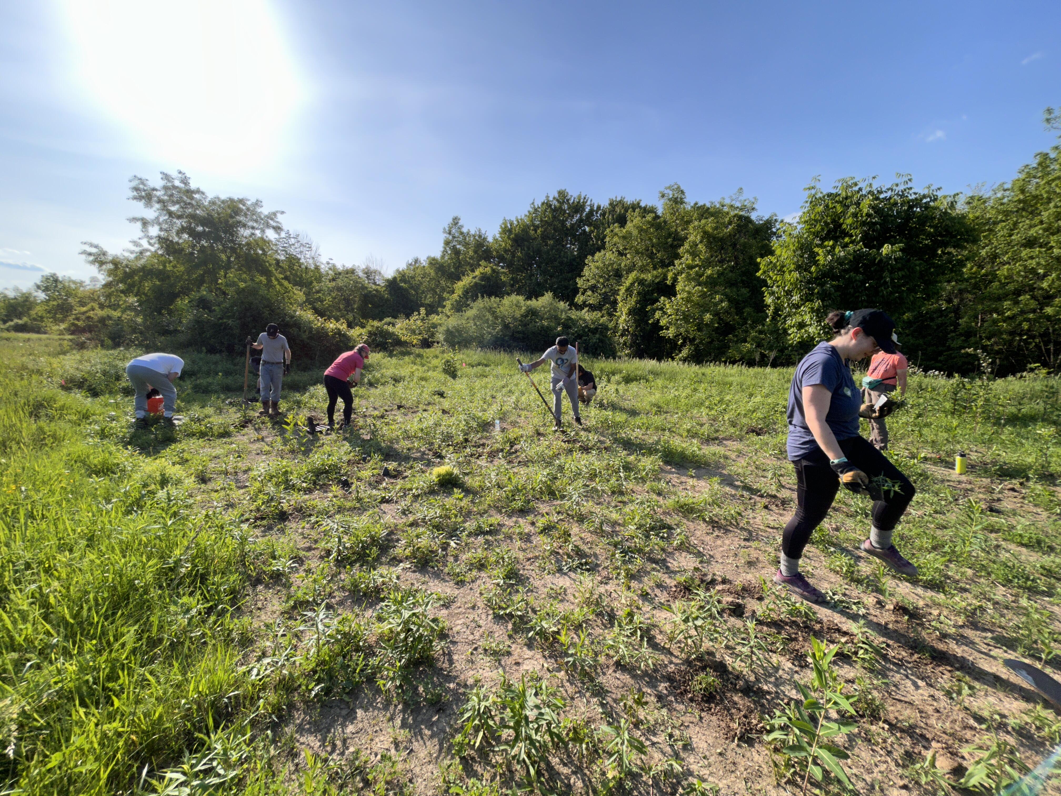 Campaign cover image for Invasive Species Workday