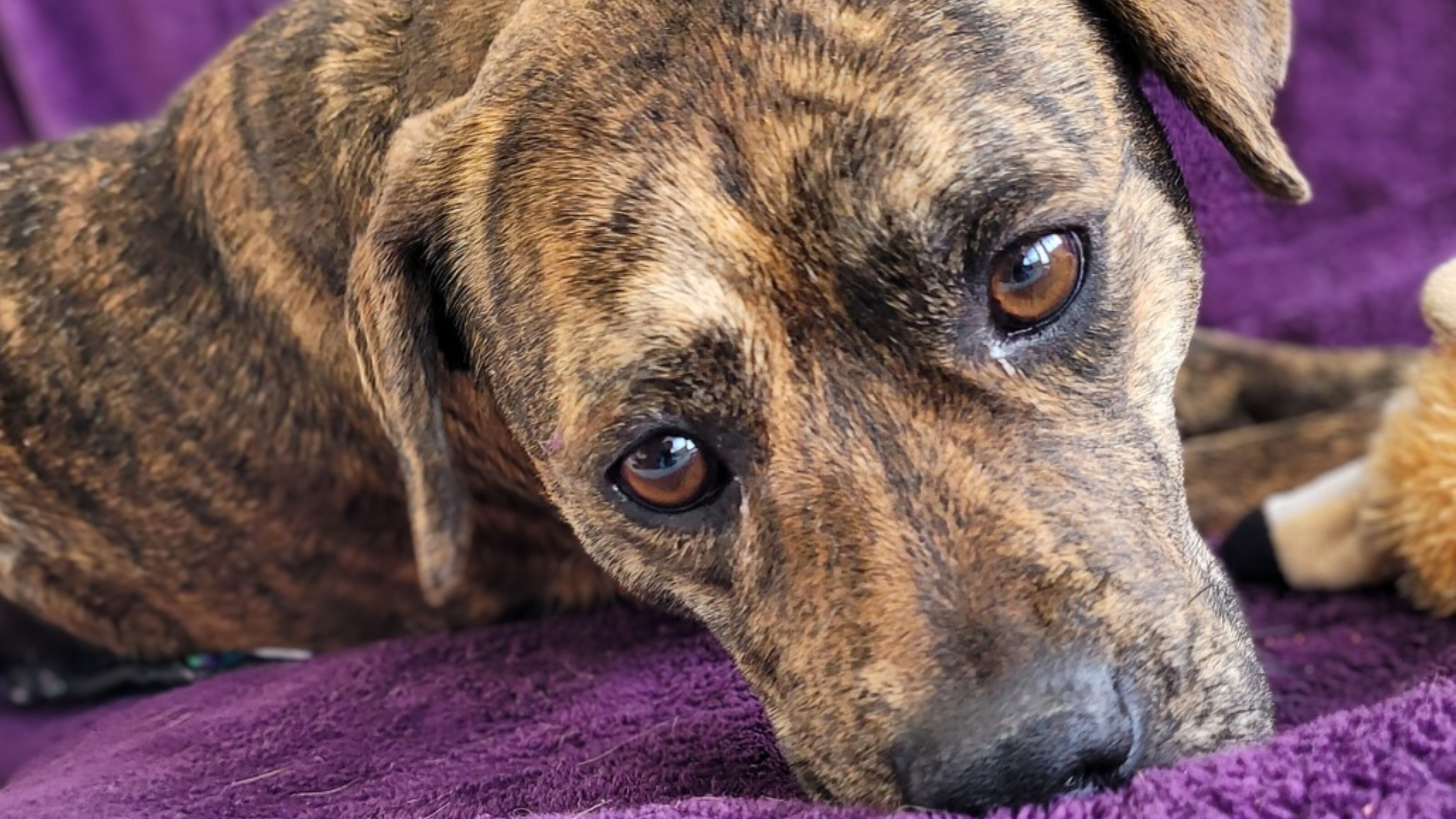 Campaign cover image for Two Sweet Dogs. Two Smiles Worth Saving.