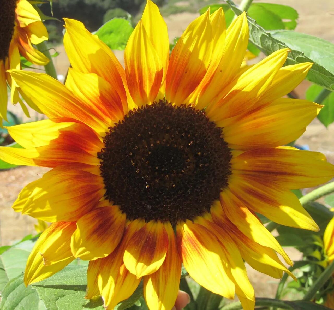 Campaign cover image for San Geronimo Valley Community Garden