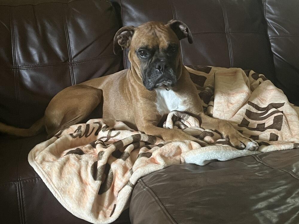 Campaign cover image for ABR 2025 Auction