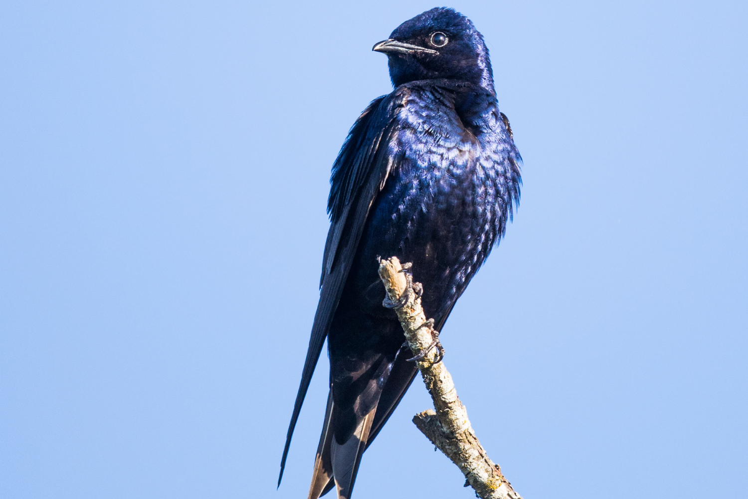 Campaign cover image for July Birding at Shawangunk Grasslands