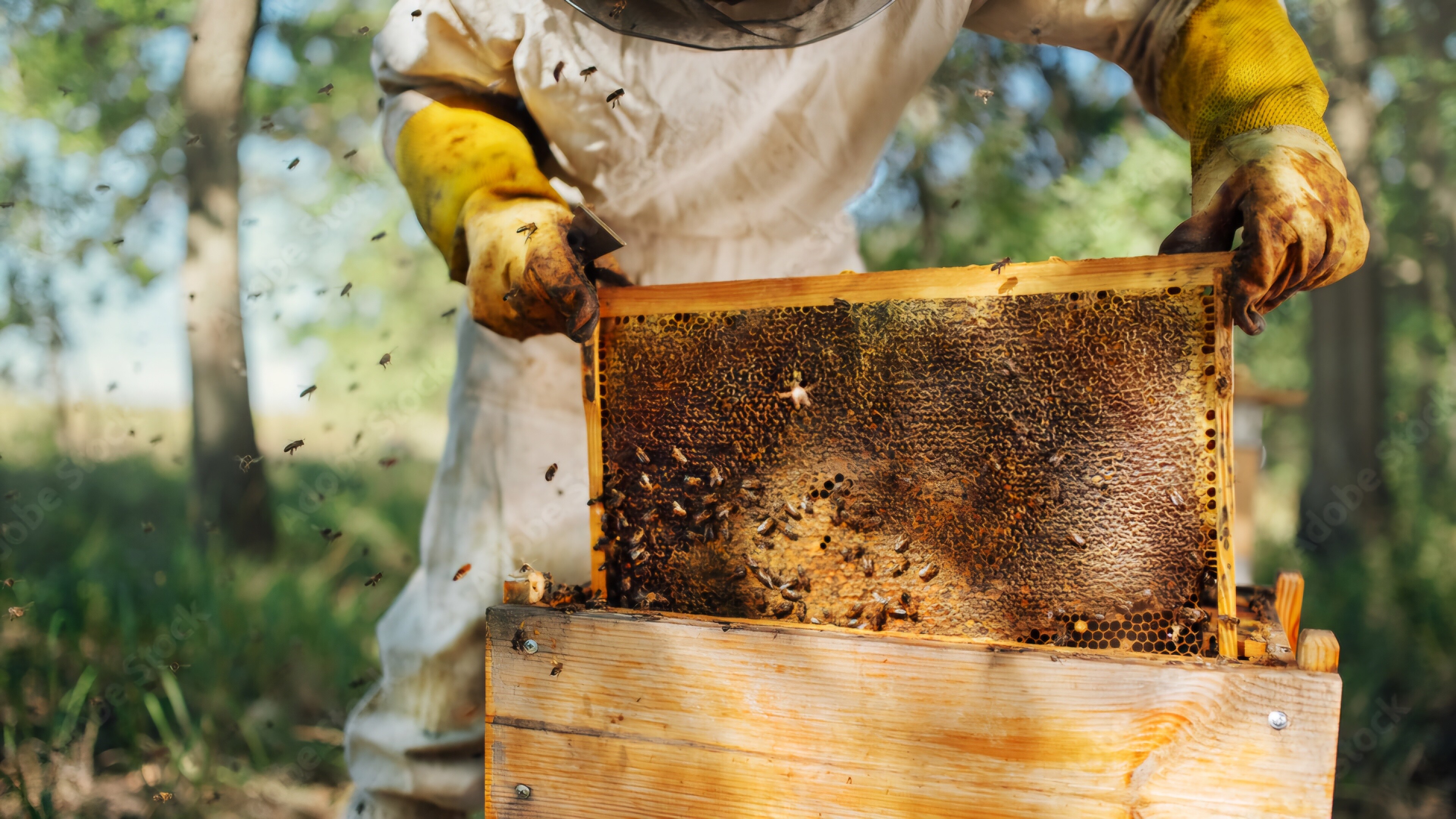 Campaign cover image for Support the Honey Bee Project - Educating and Conserving for a Sweet Future!
