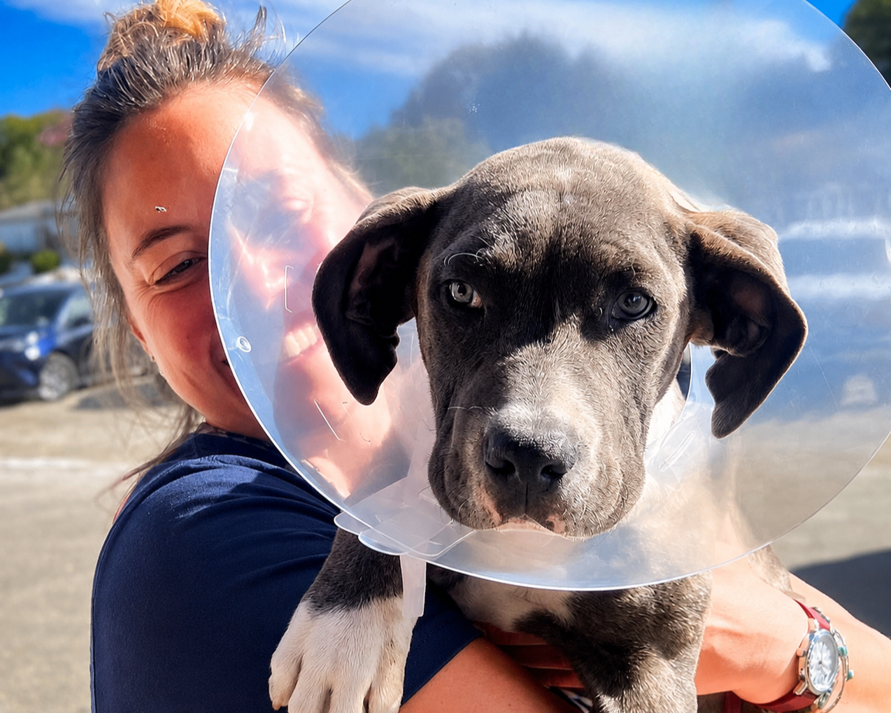 Campaign cover for Spay/Neuter