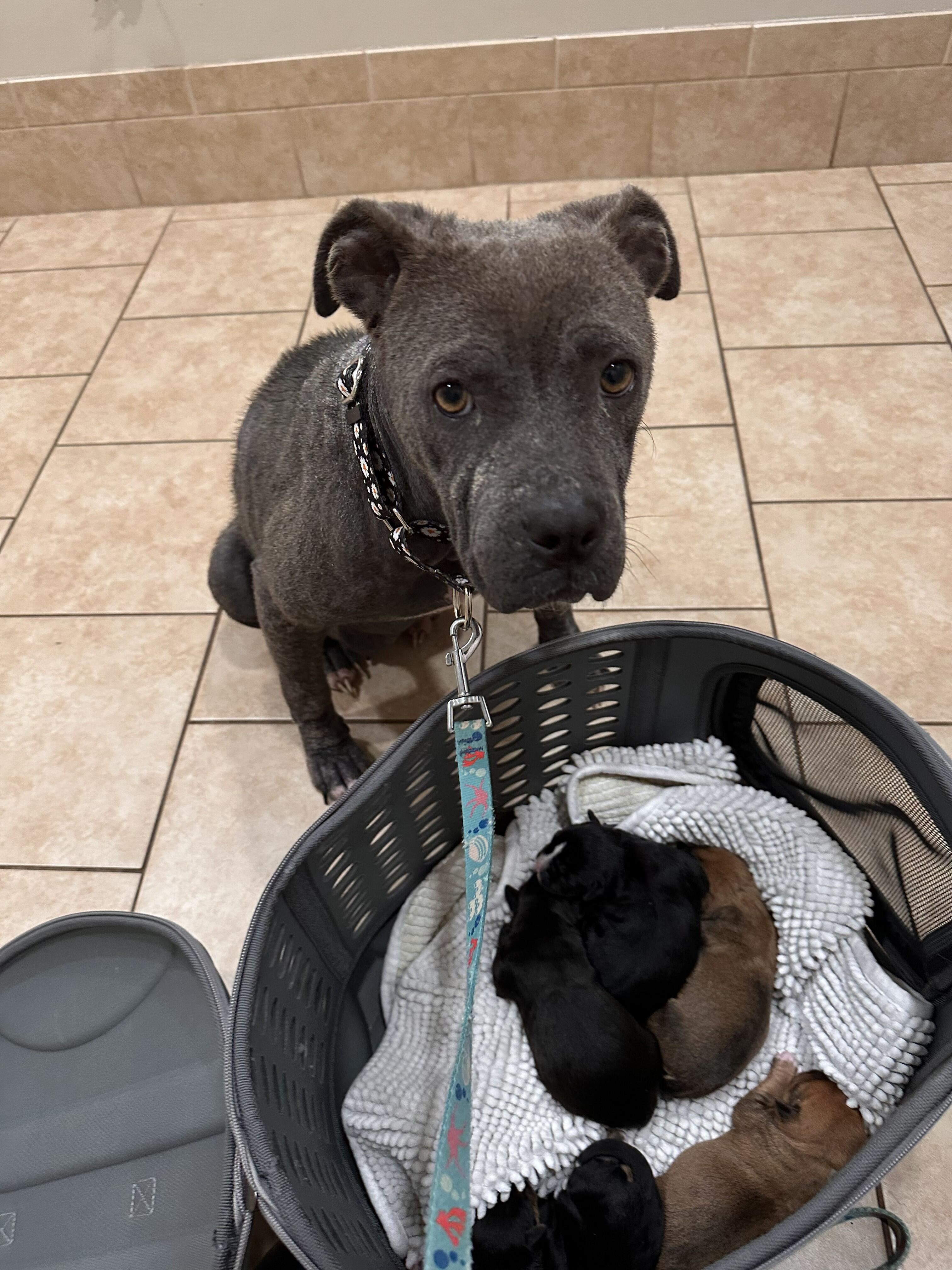 Campaign cover image for Help Lady Heal