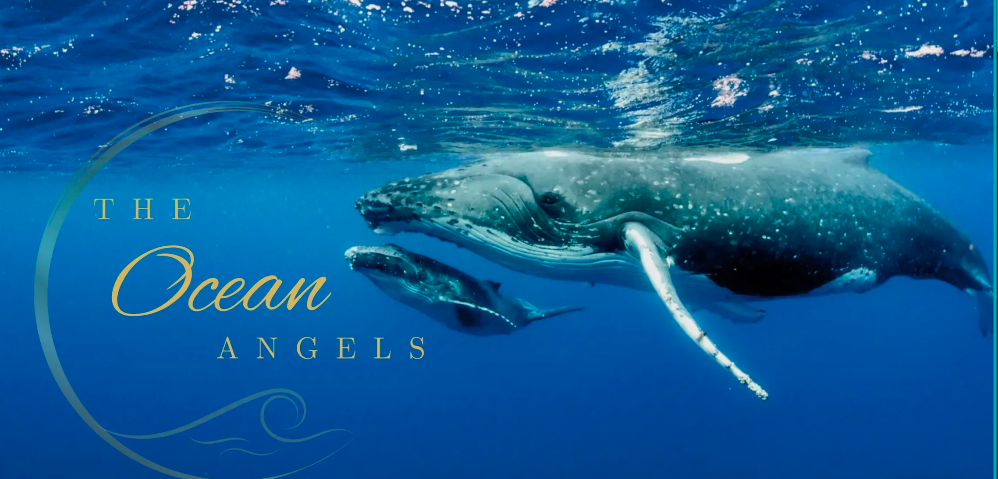 Campaign cover image for Founding Angels