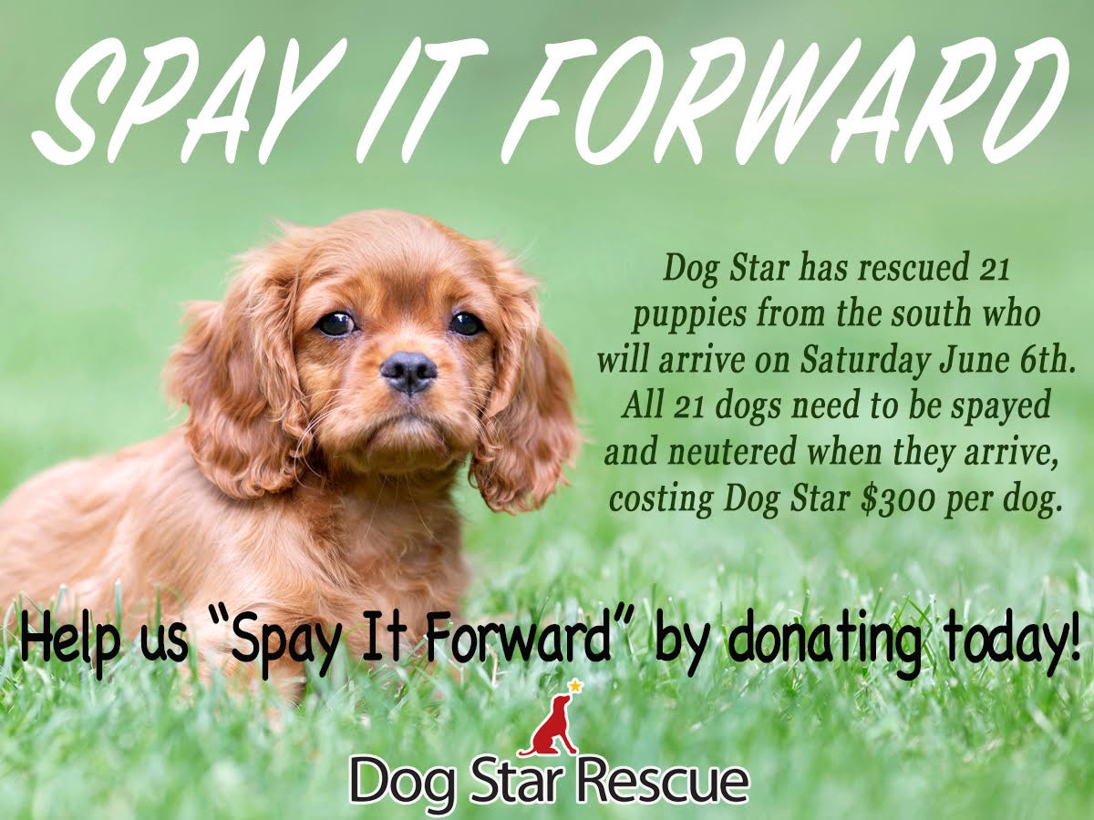 Campaign cover image for Spay it Forward 2020