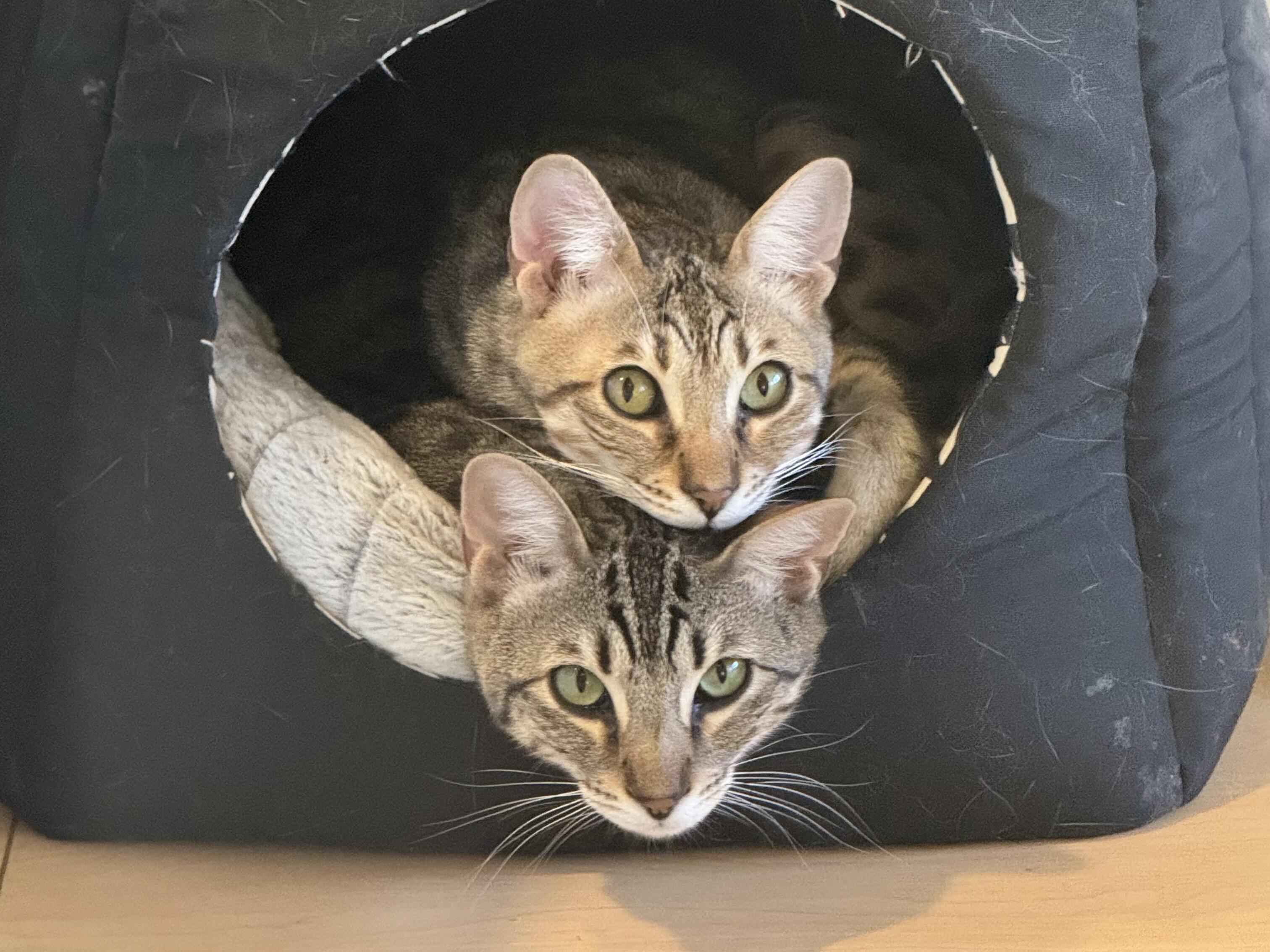 Campaign cover image for Fundraisers