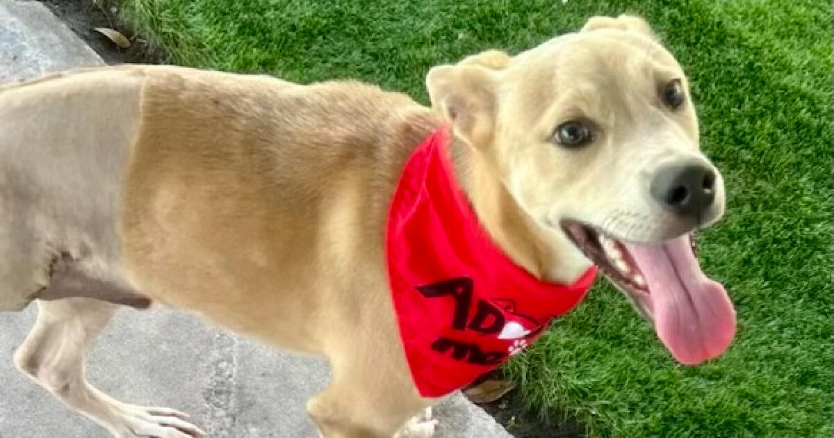 Campaign cover image for Help Homeless Pets Now