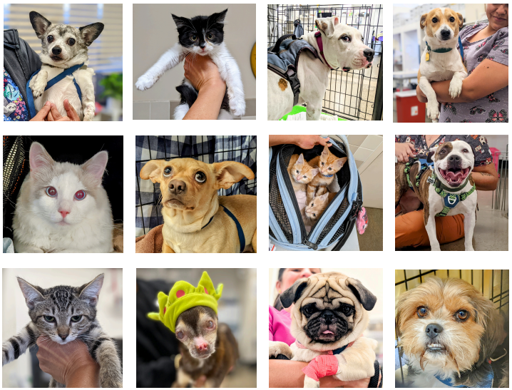 Campaign cover image for 2025 Silent Auction for Animal Fix Clinic