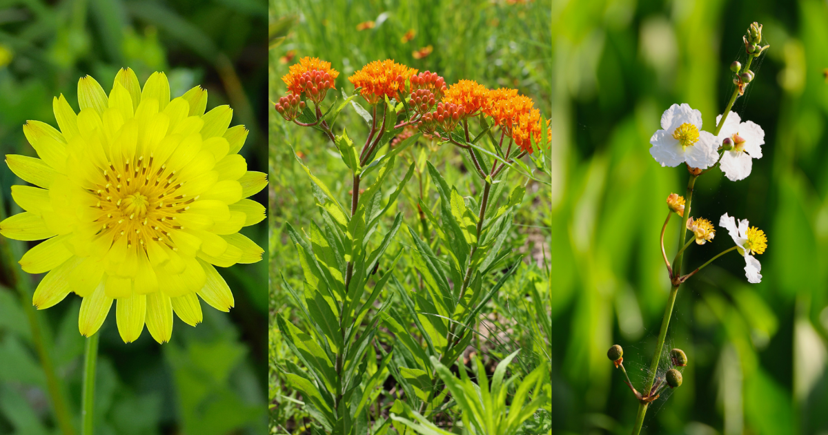 Campaign cover image for Plant Pals with the Family