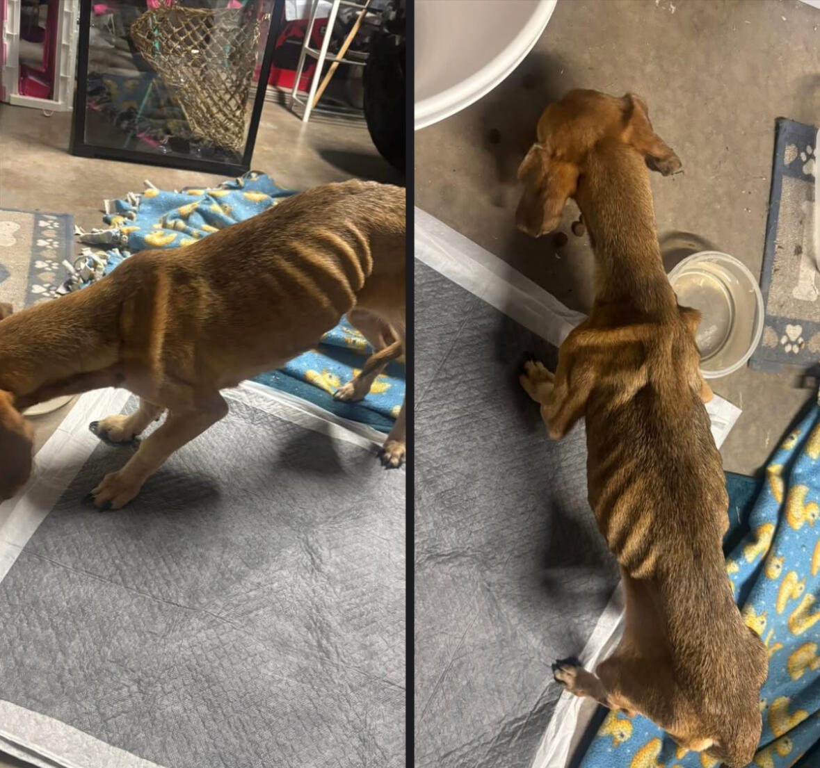 Campaign cover image for Wiener Takes All: Hope Louise's Comeback