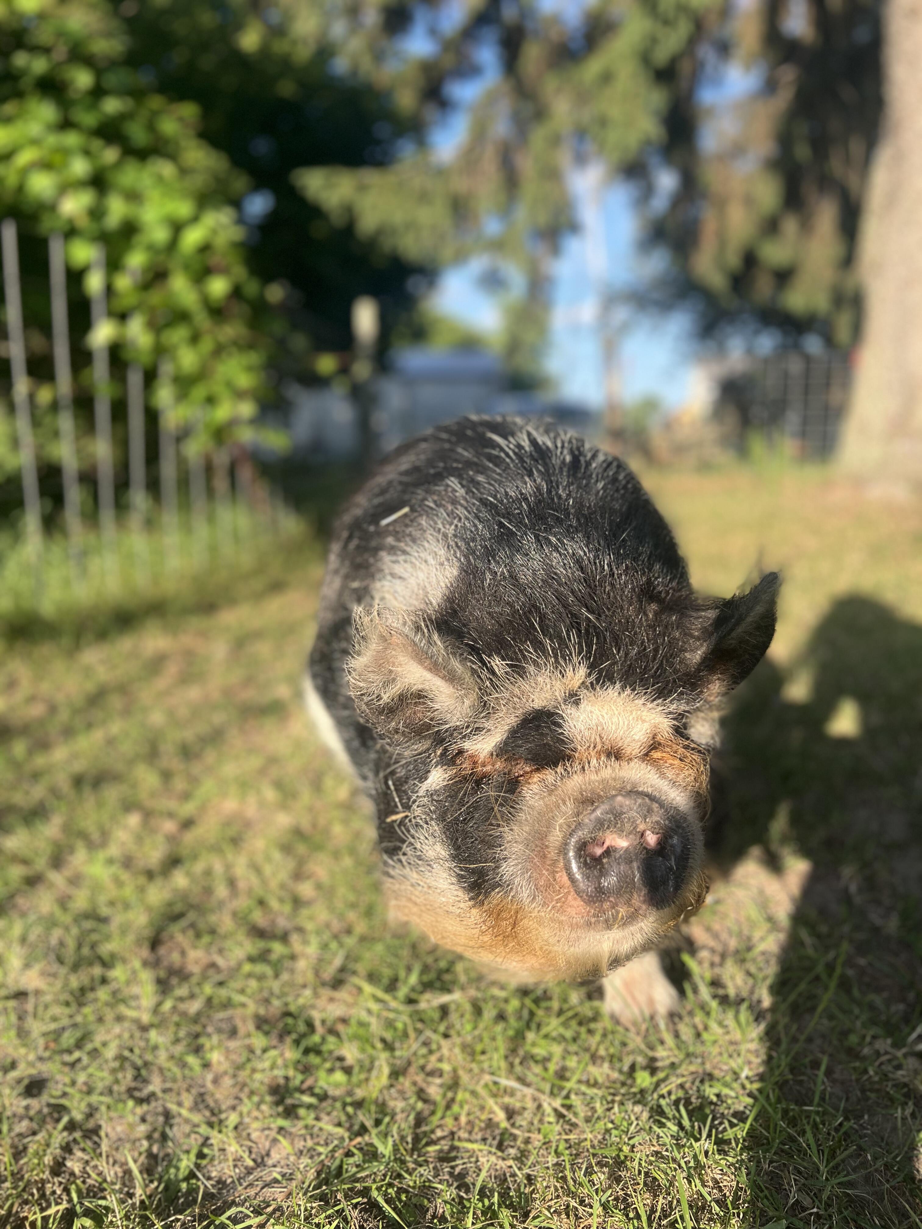 Campaign cover image for Rose Sponsorship