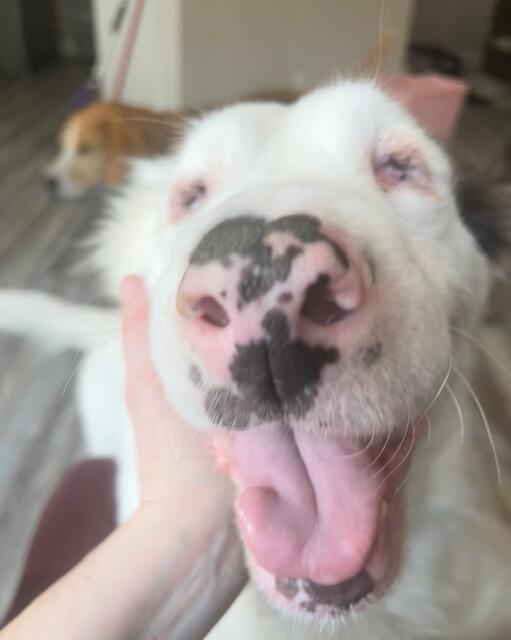 Campaign cover image for Rescue Coop 2025 Spring Auction