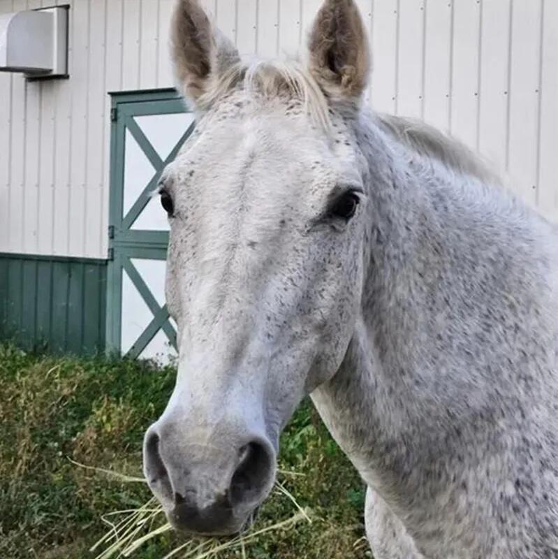 Campaign cover image for Joey Horse Sponsorship