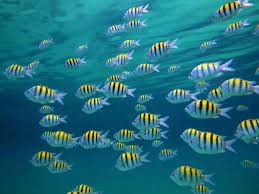 Campaign cover image for Swim with the Fish