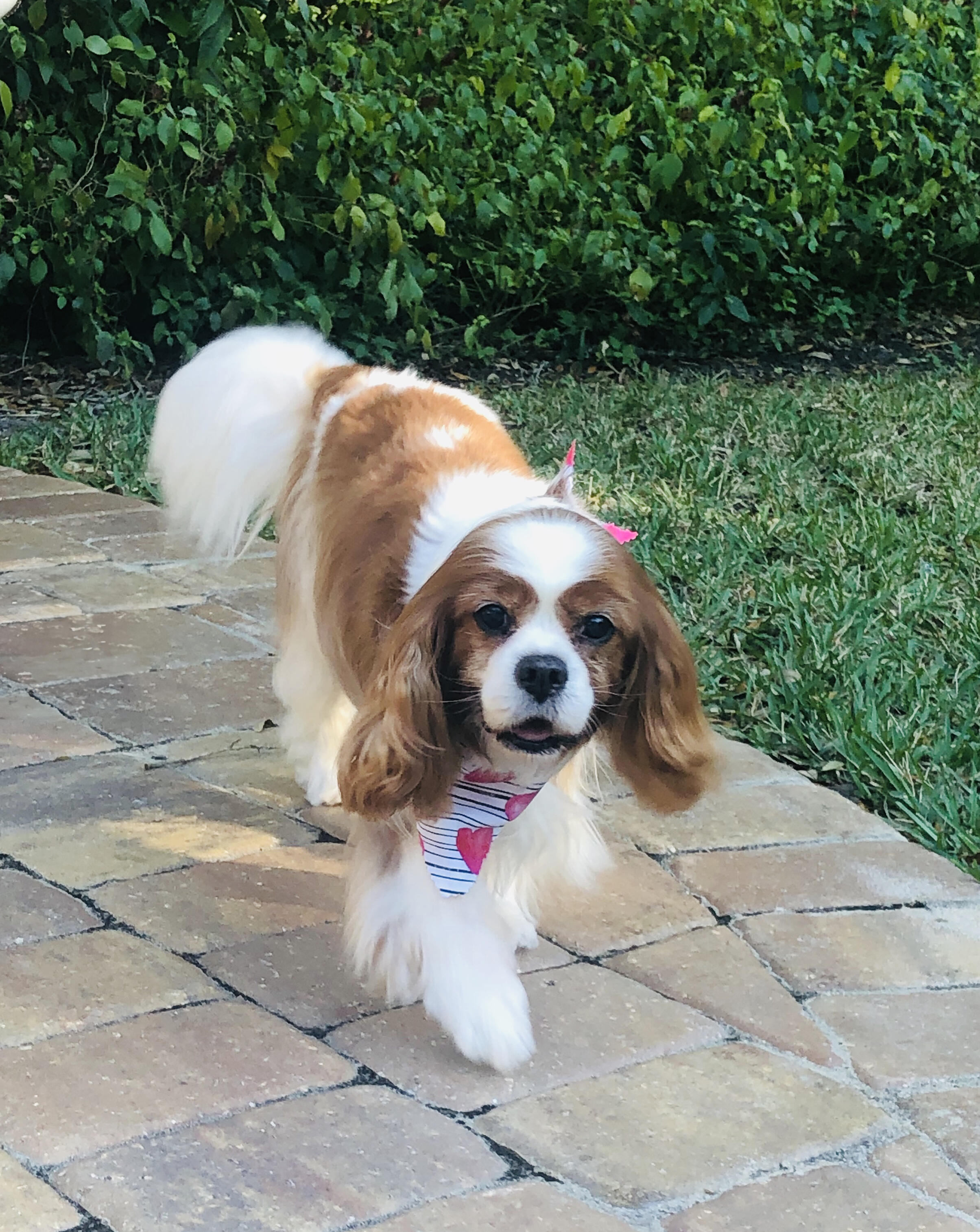 Campaign cover image for Hart's Hope