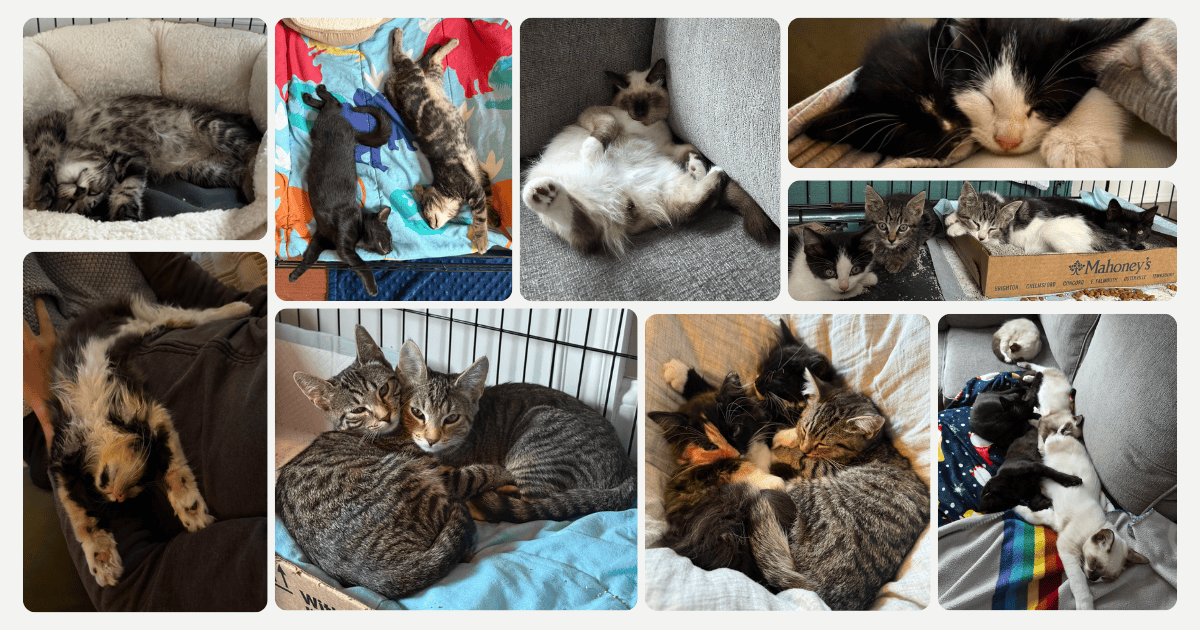 Campaign cover image for Make a Gift to Charles River Alleycats