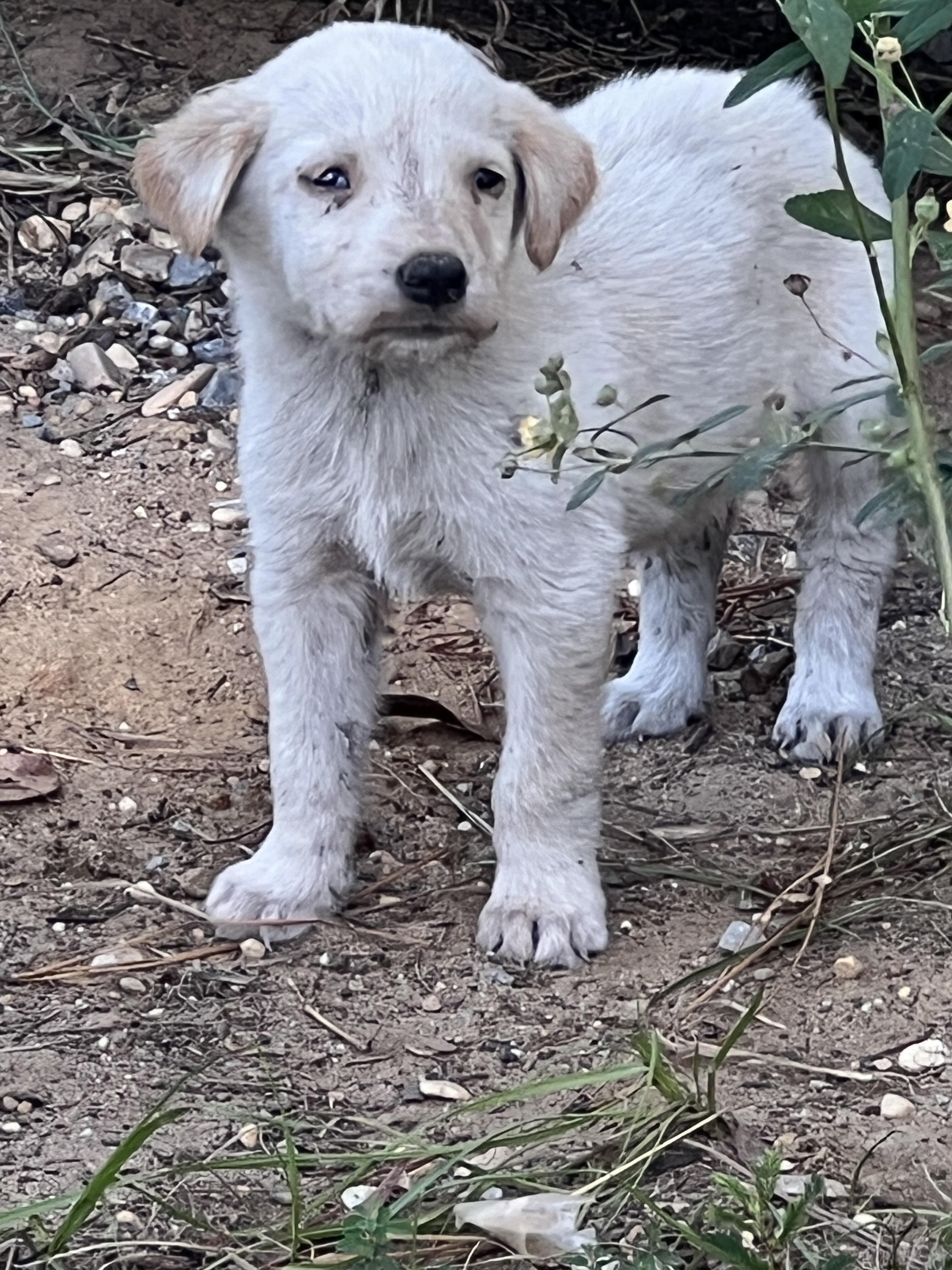 Campaign cover image for Luna Left for Dead - Will You Help?