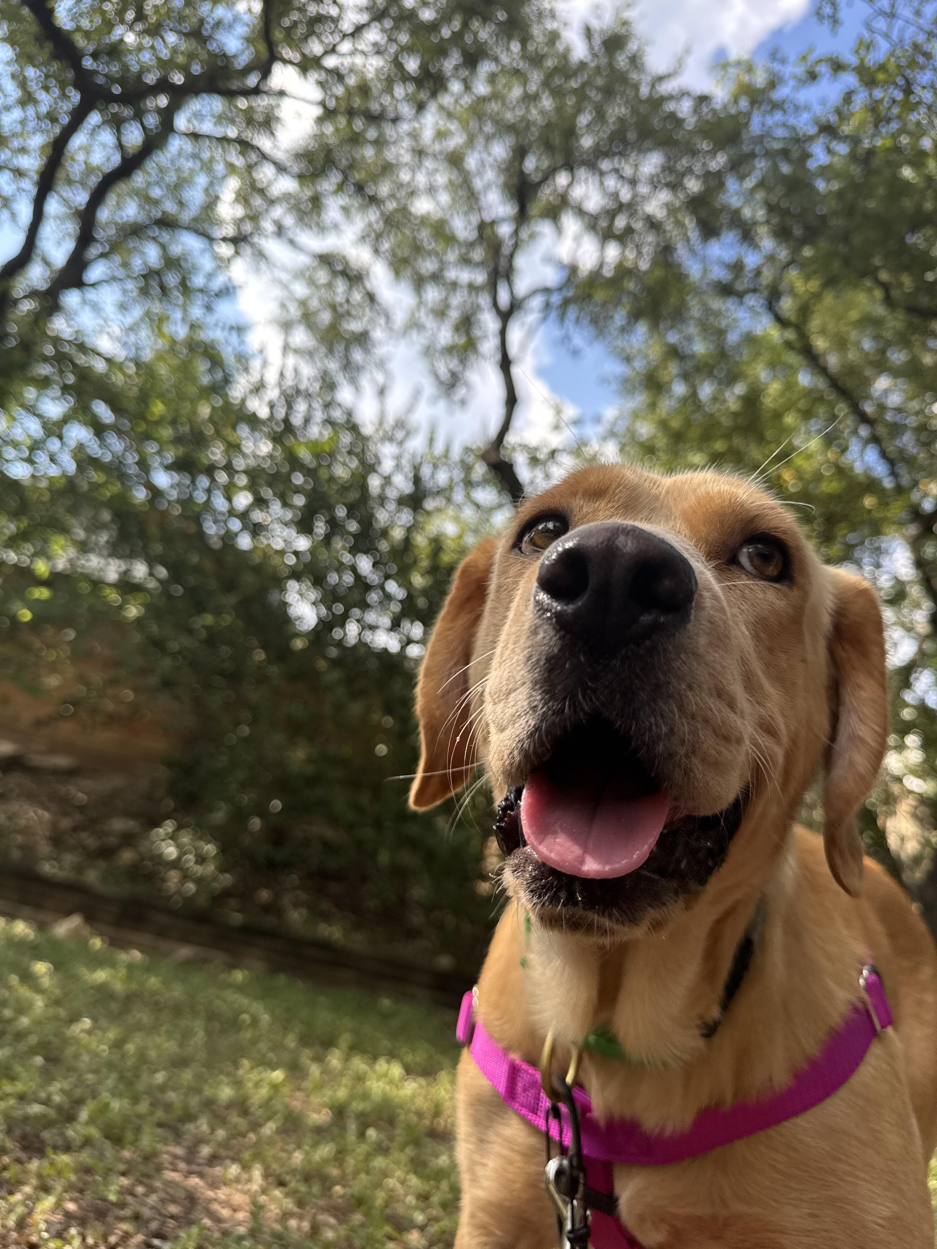 Campaign cover image for June’s Foster Mama Bday Fundraiser 🐾🎉