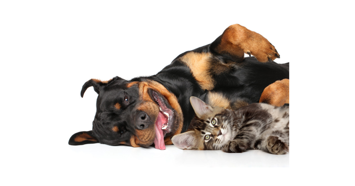 Campaign cover for Barn Cats & Farm Dogs