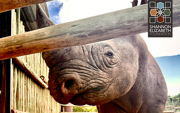 Campaign cover image for Sprint Into Protection