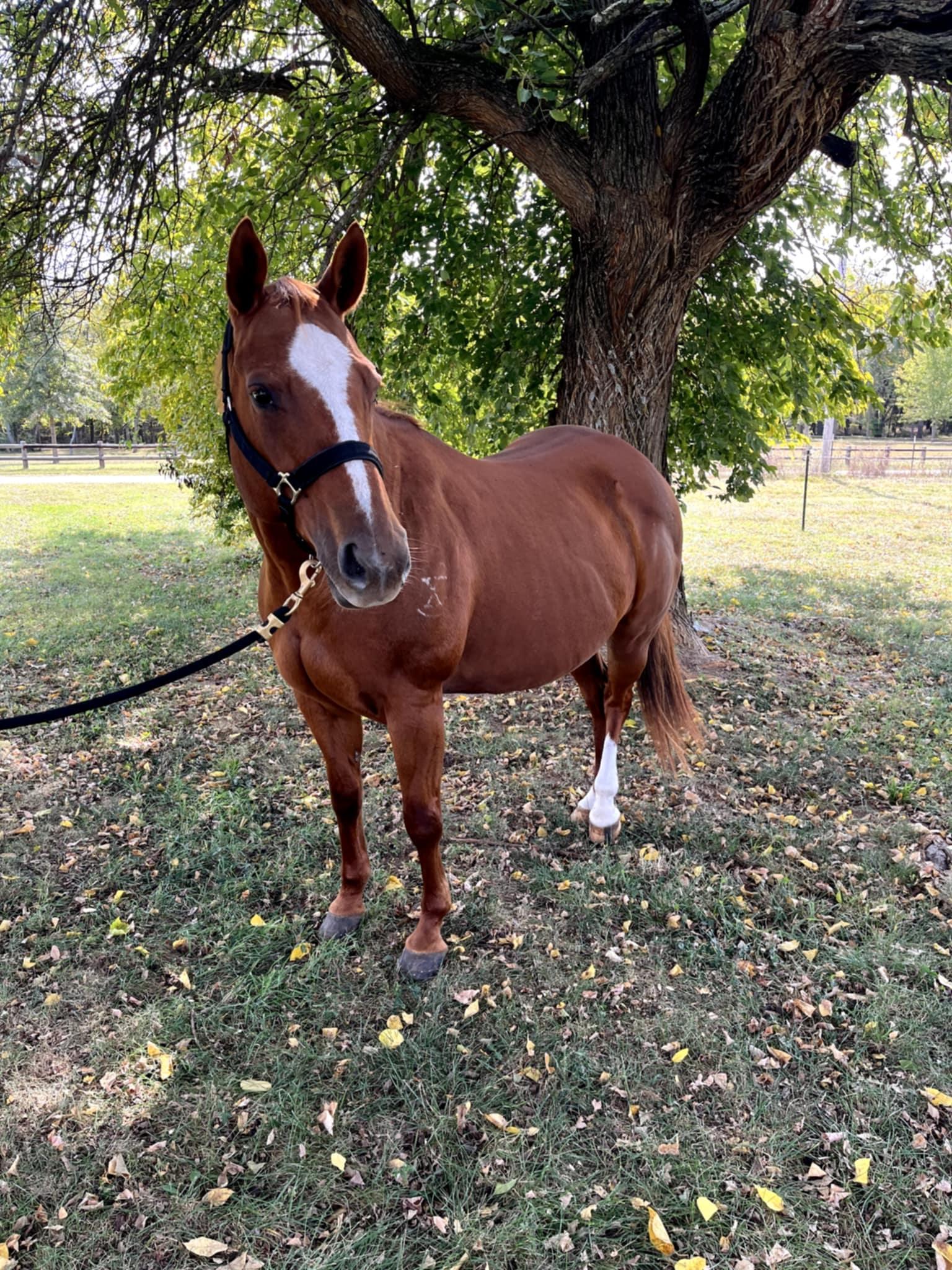 Campaign cover image for DST Triple Crown