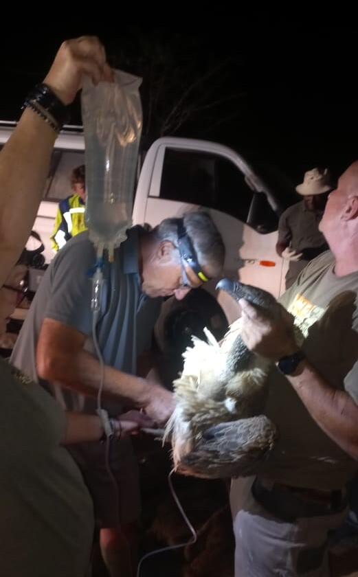 Campaign cover image for URGENT: Enclosure for Poisoned Vultures Rehabilitation