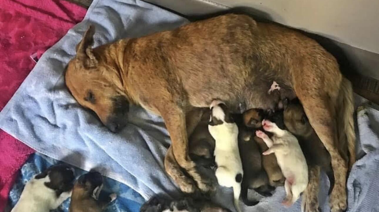 Campaign cover image for Spay & Neuter Fund for Second Start Rescue