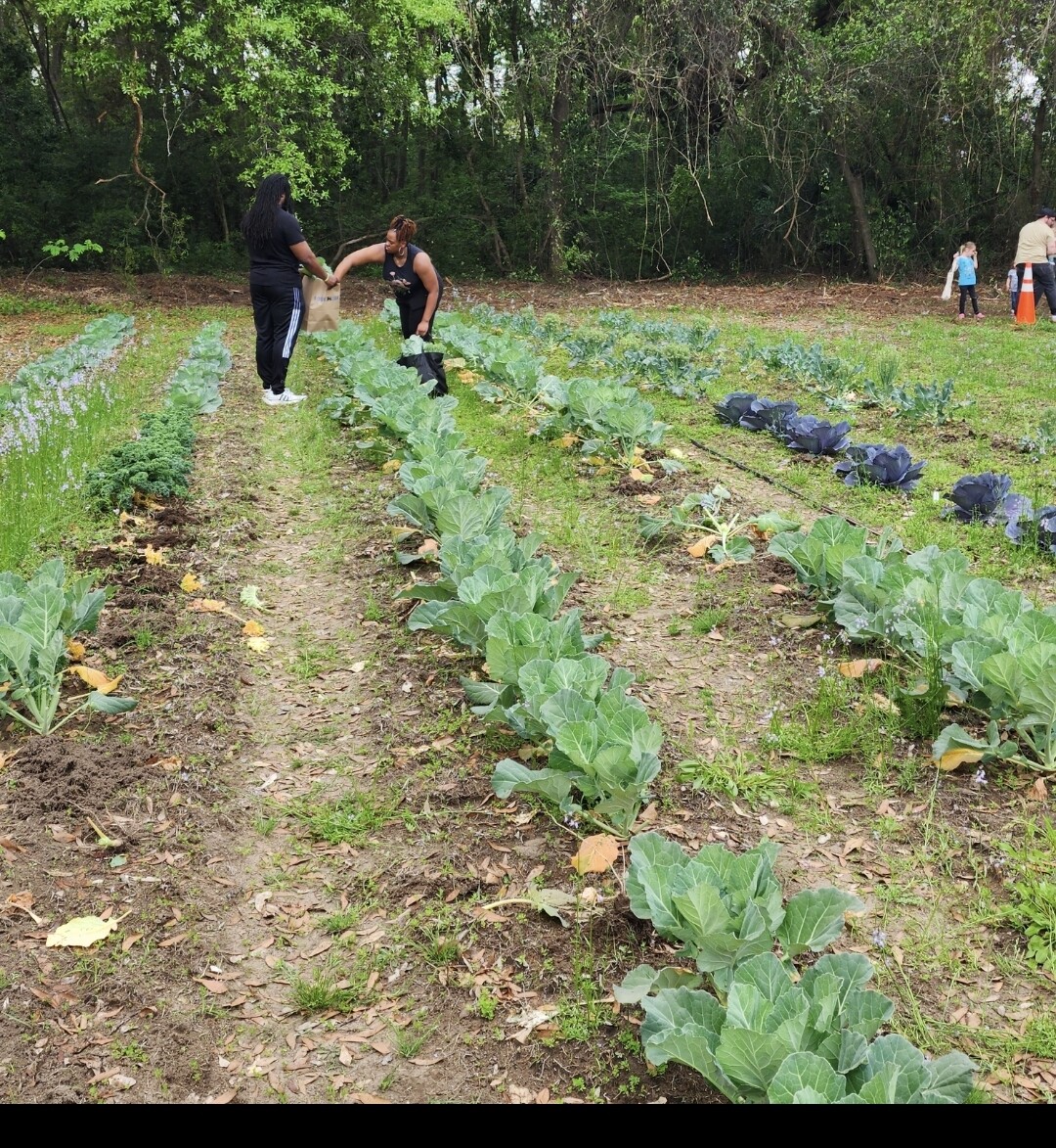 Gullah Geechee Ancestral Garden
