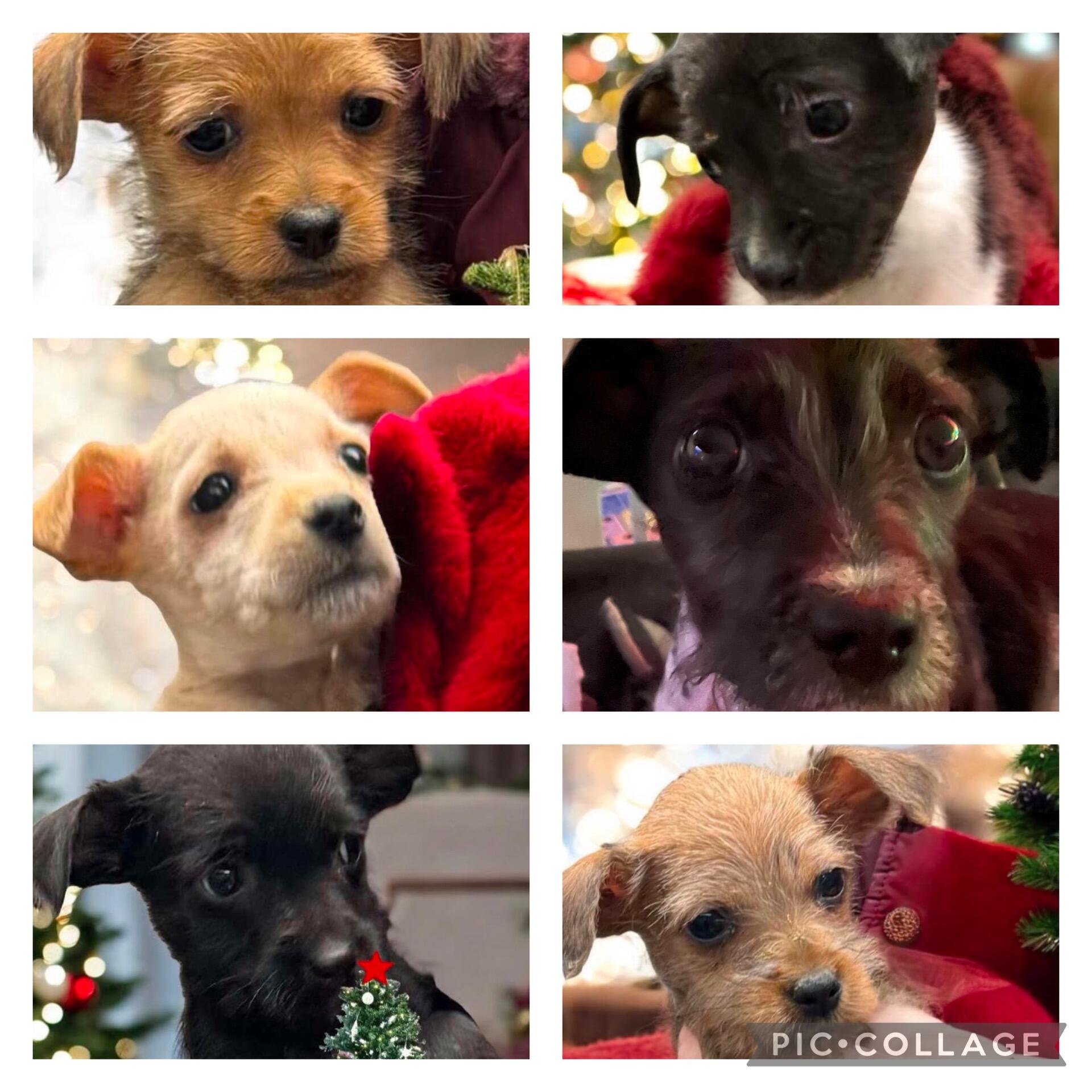 Campaign cover image for Silent Auction for our Rescue Fur Babies