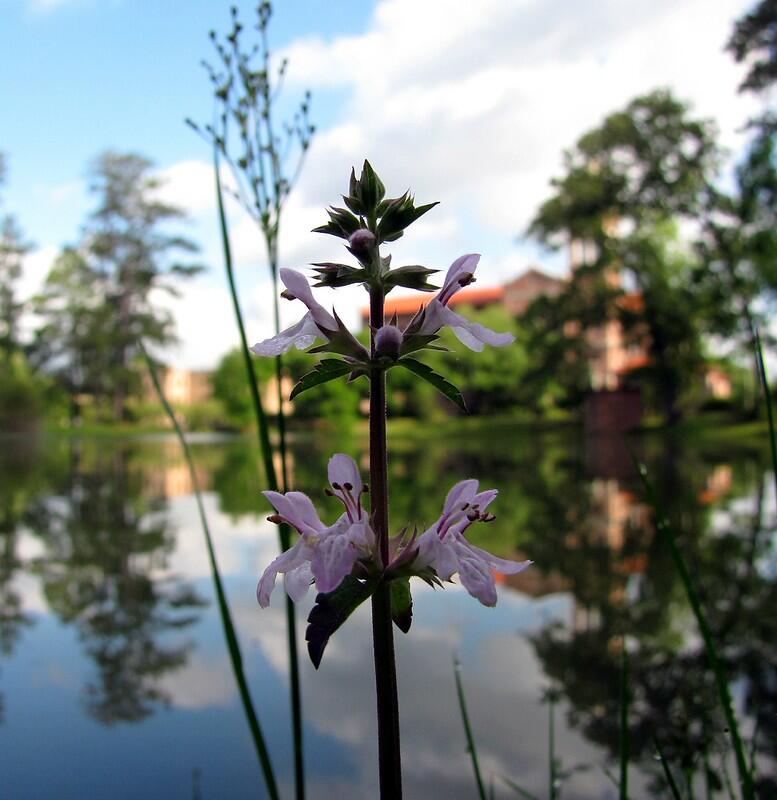 Campaign cover image for A Gift of Healing for Christmas 2025