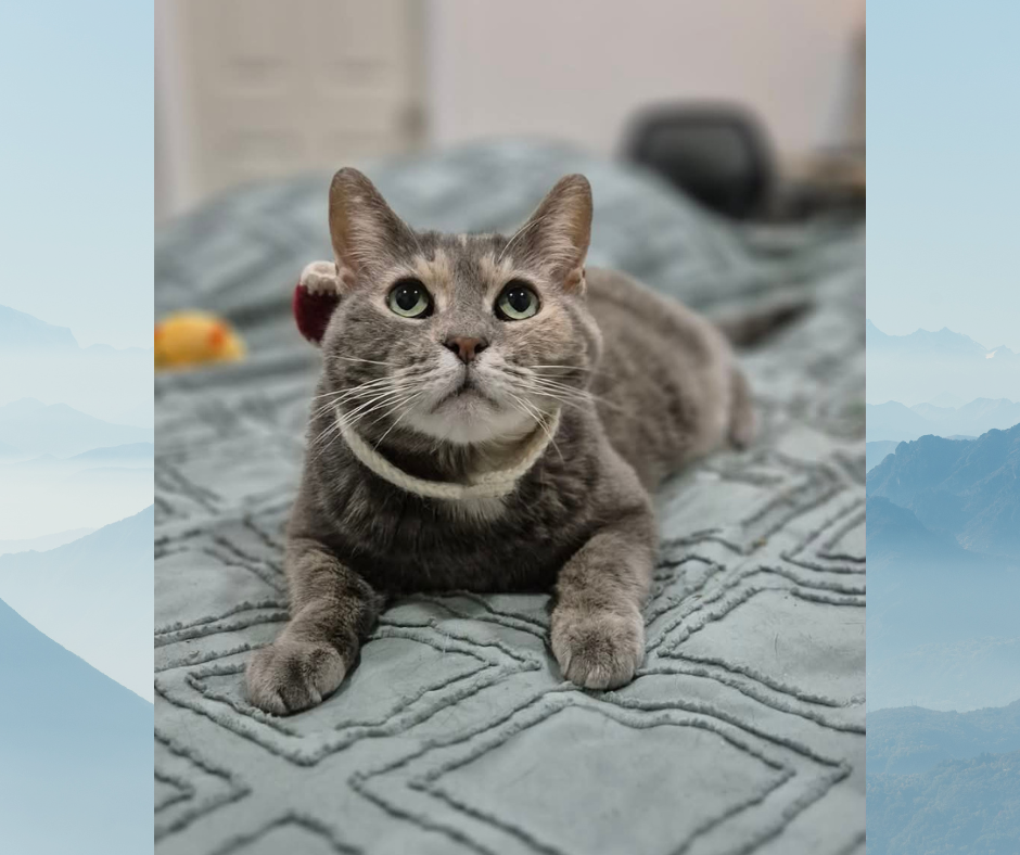 Campaign cover image for Help Tortilla Smile Again 🐾