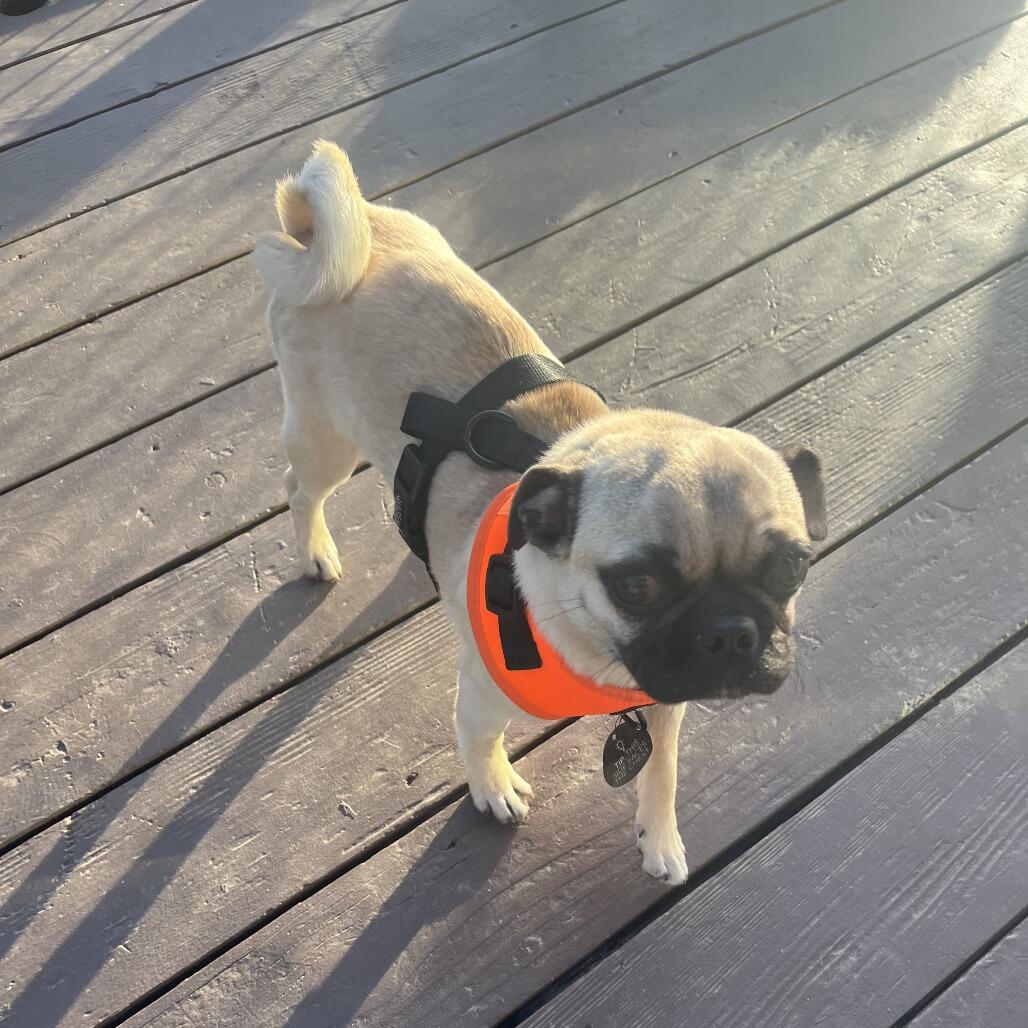 Campaign cover for Help Chip Walk Pain-Free