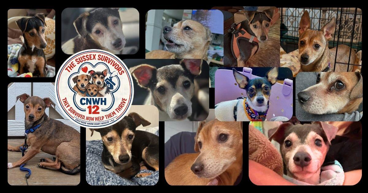 Campaign cover image for The Sussex Survivors CNWH 12