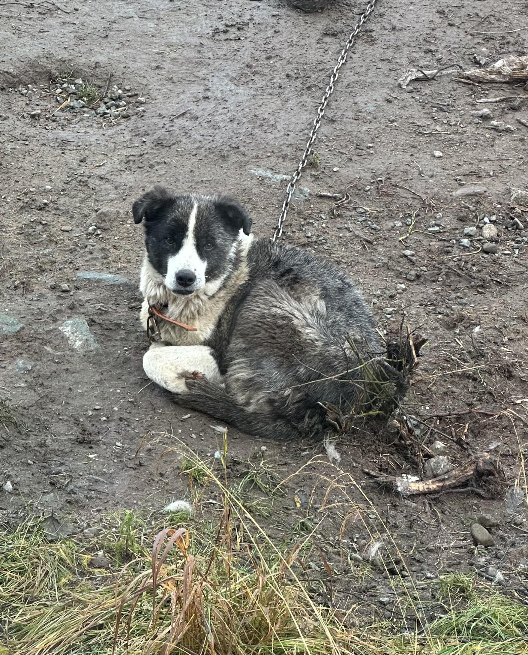 Campaign cover image for HOUSES FOR DOGS IN NEED AS A RESULT OF COASTAL FLOODING IN ALASKA