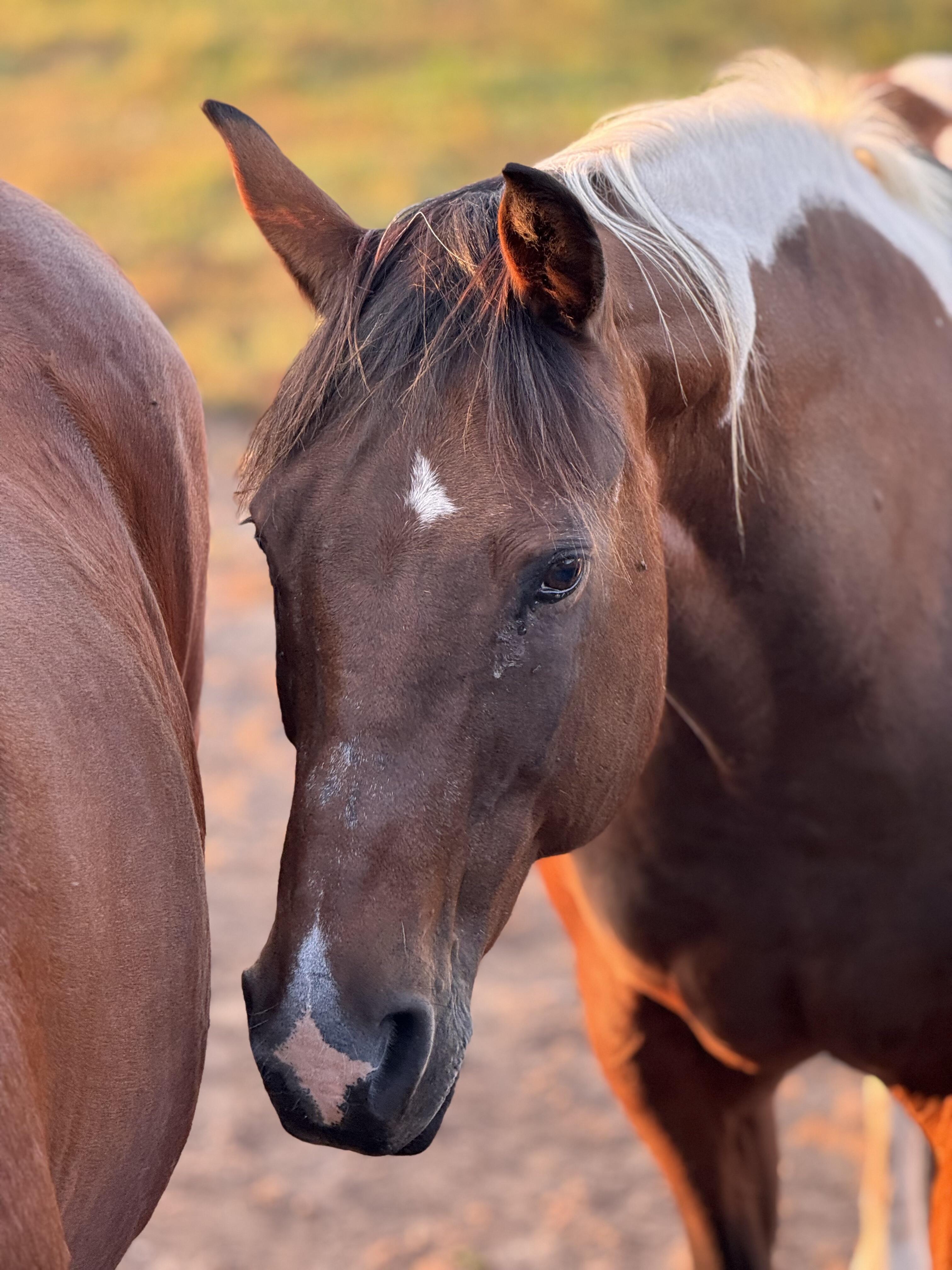 Campaign cover image for May Horse Sponsorship