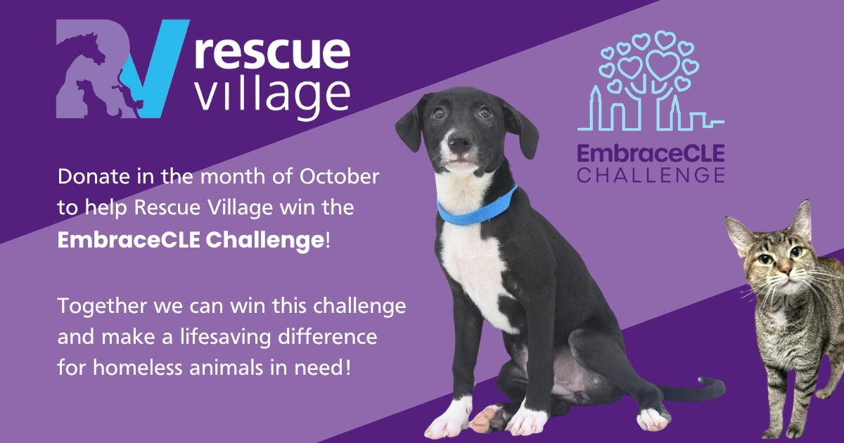 Campaign cover image for Rescue Village