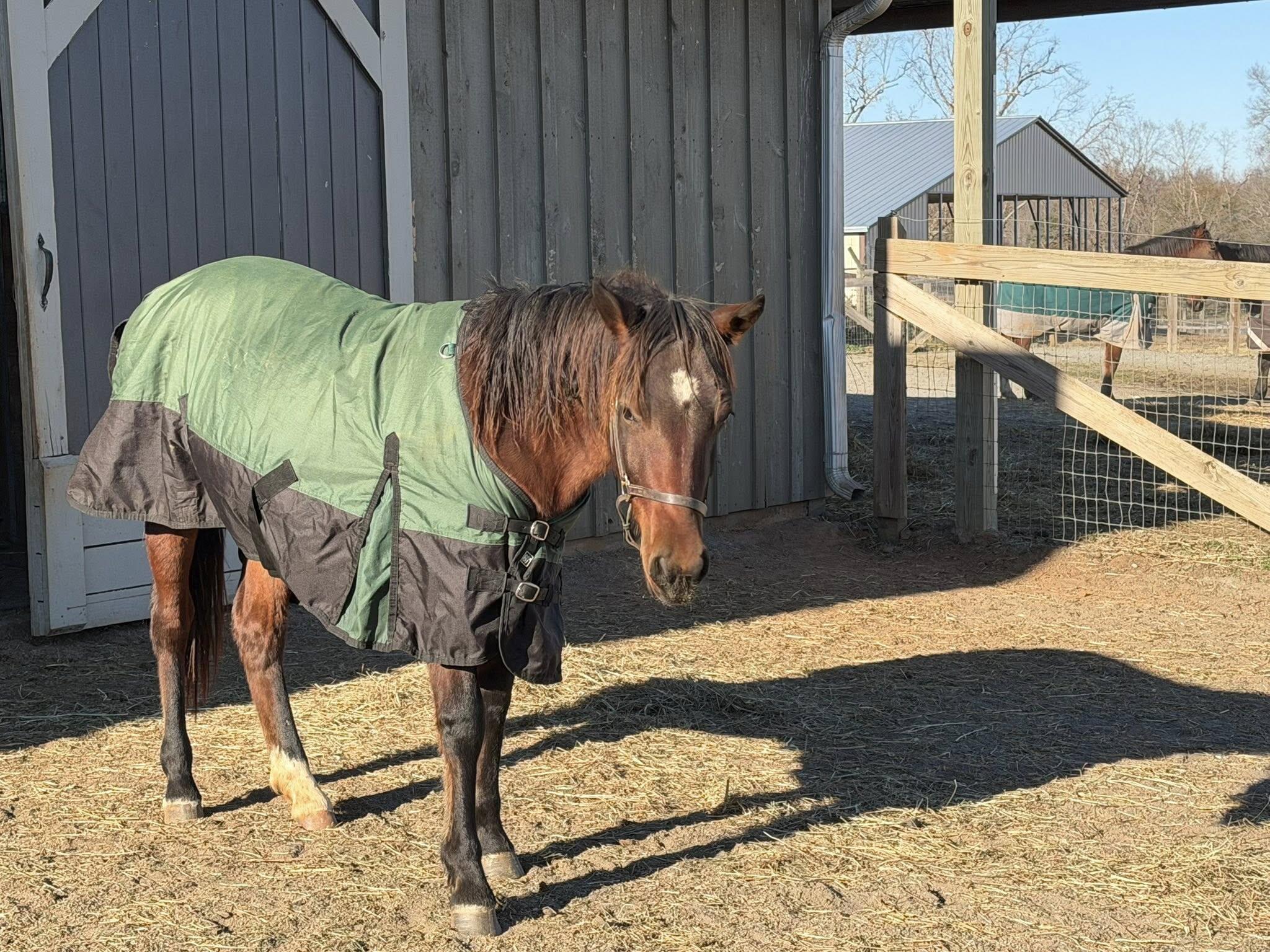 how we mastered the mission to rescue mother horse... Help Our Horses