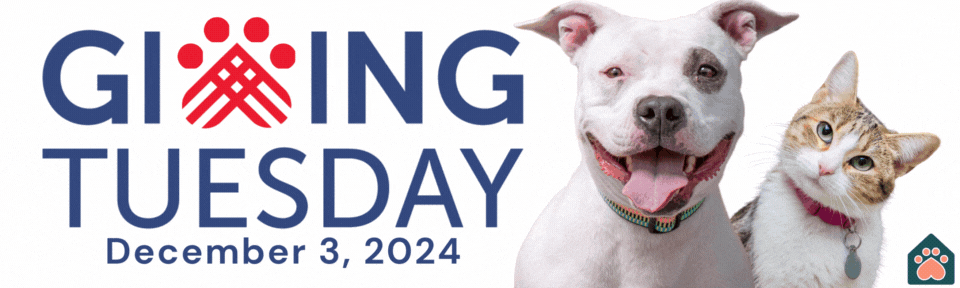 Campaign cover image for MAC Giving Tuesday 2024