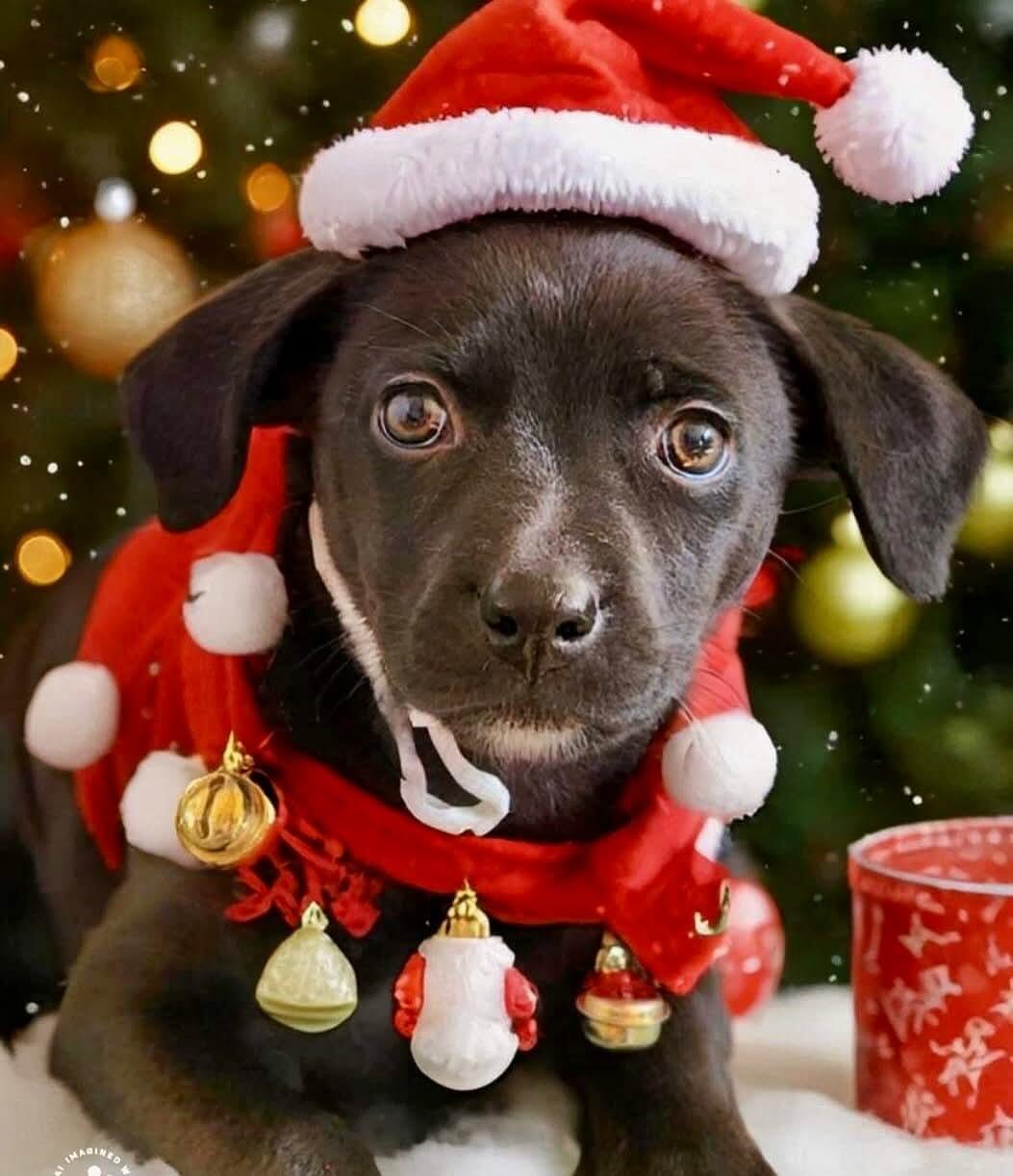 Campaign cover image for Give Love, Give Hope, Give a Dog a Second Chance