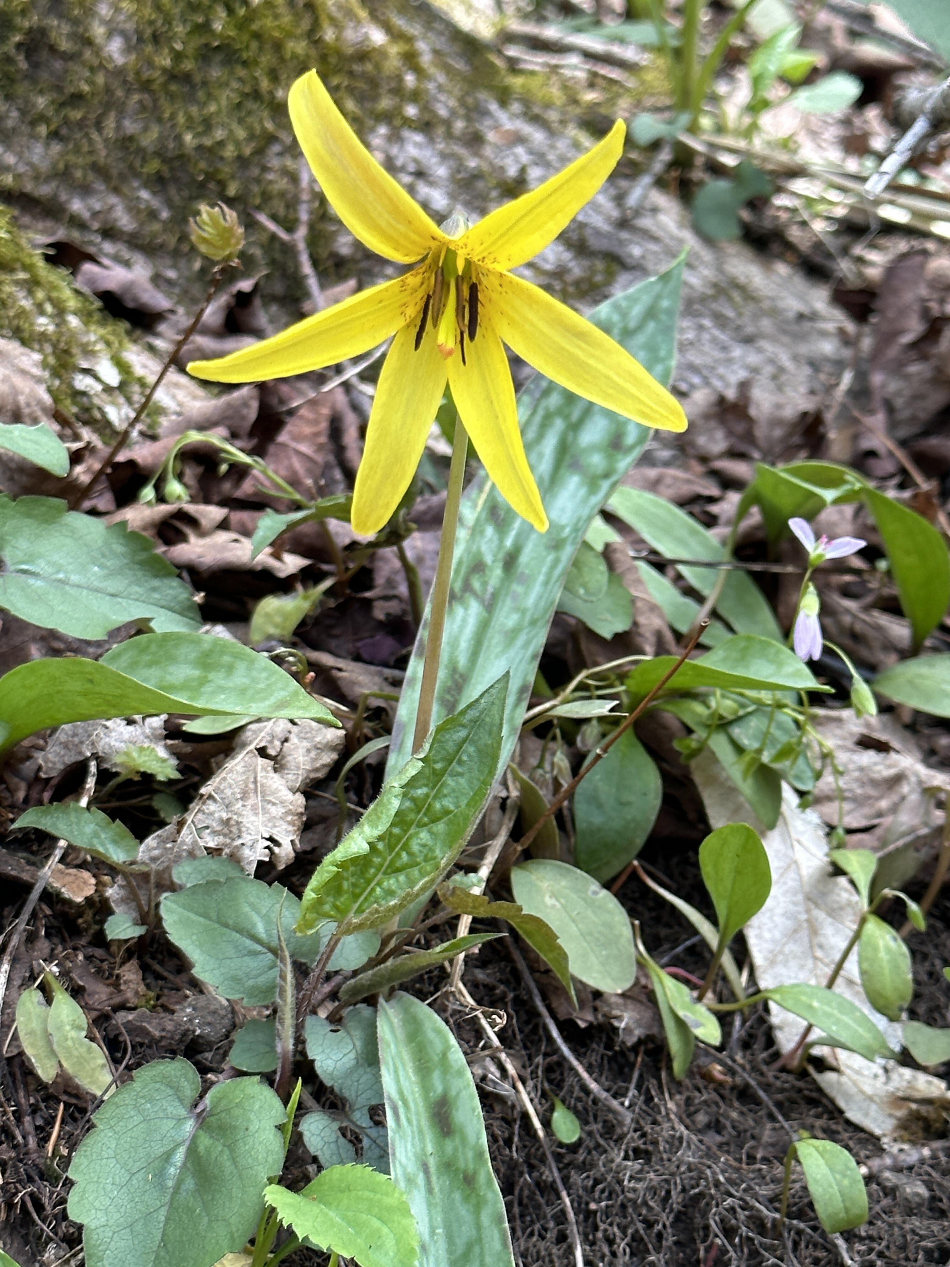 Campaign cover image for Hike & Learn Series: Acra Point Loop