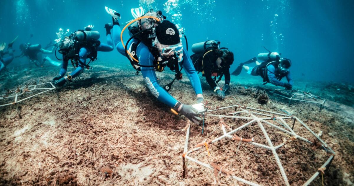Campaign cover for Coral Reef Restoration