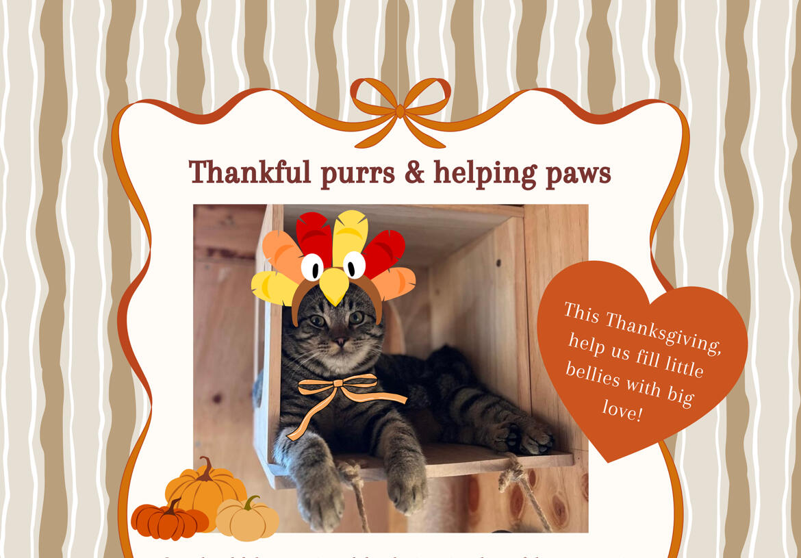 Campaign cover image for Thankful purrs & helping paws 🐾 🧡