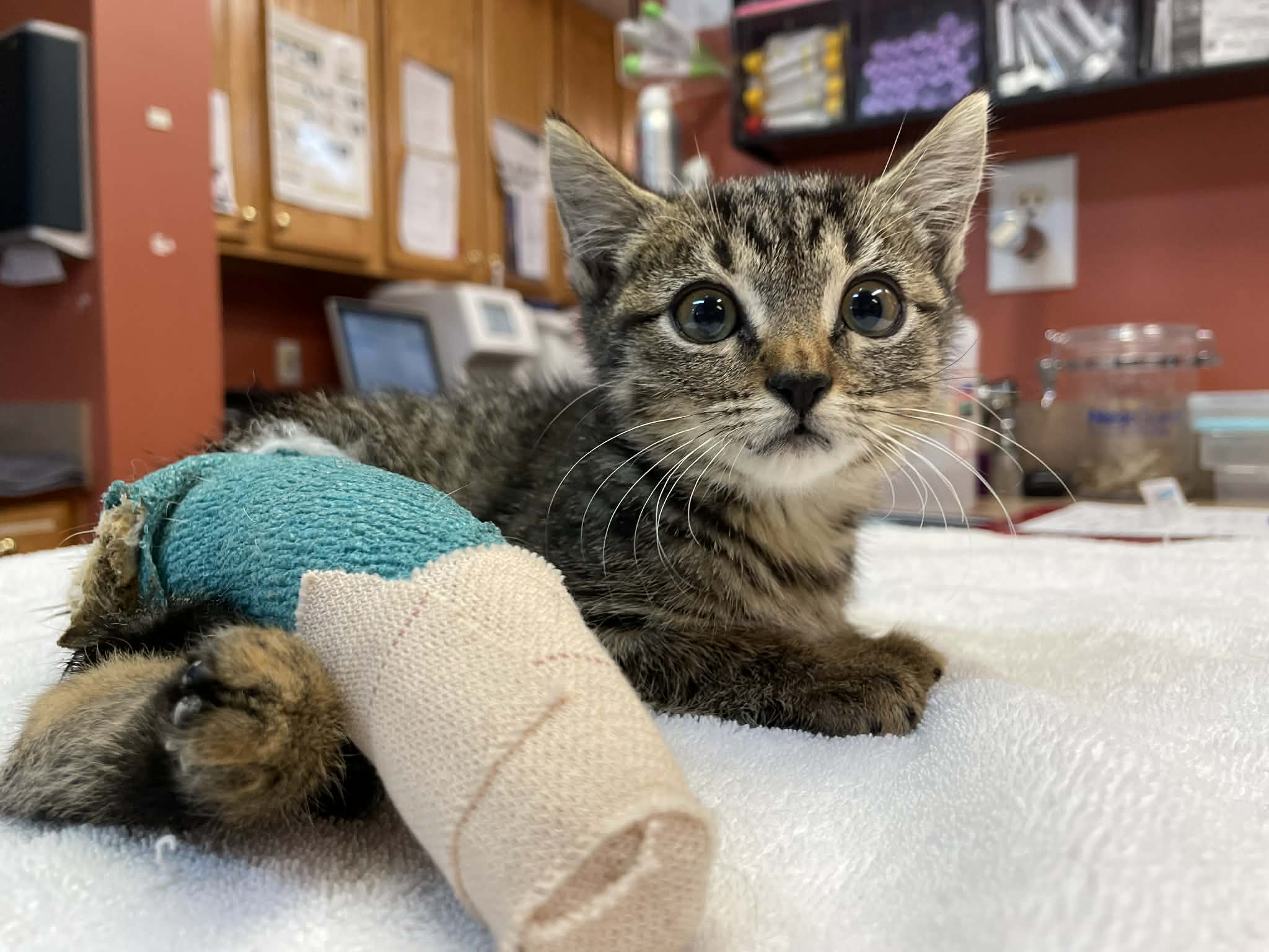 Campaign cover image for Sister Kitten Giving Tuesday 2025