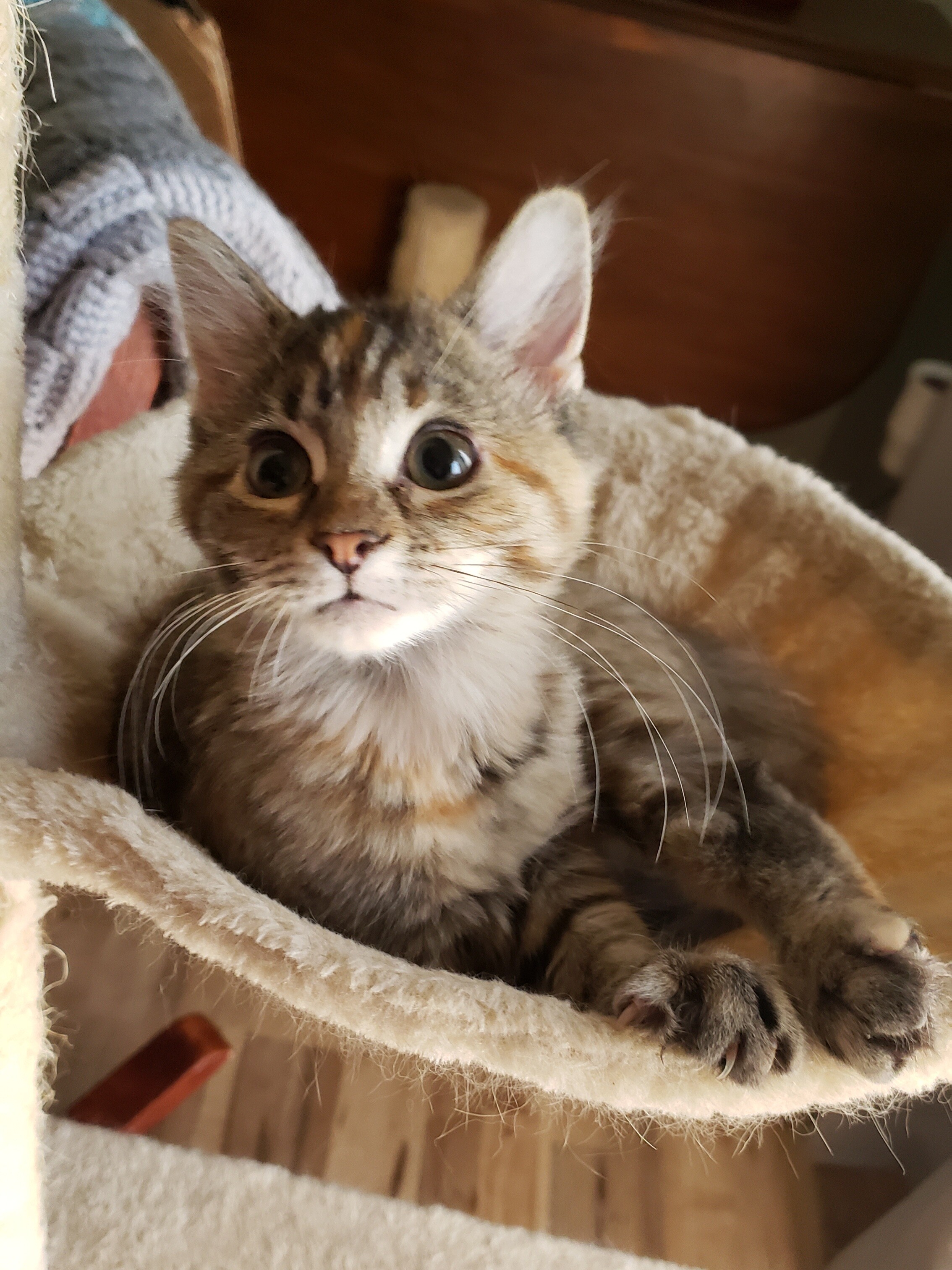 Campaign cover image for DivaPets Cat Rescue Fall 2023 Silent Auction