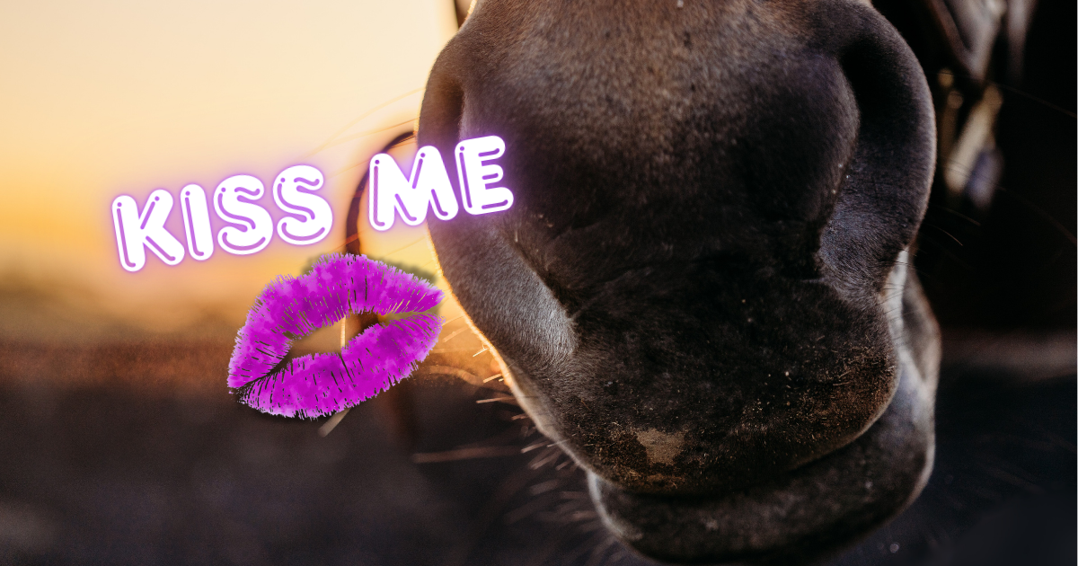 Campaign cover image for Valentine's Treats for Retired Thoroughbred Broodmares 💝