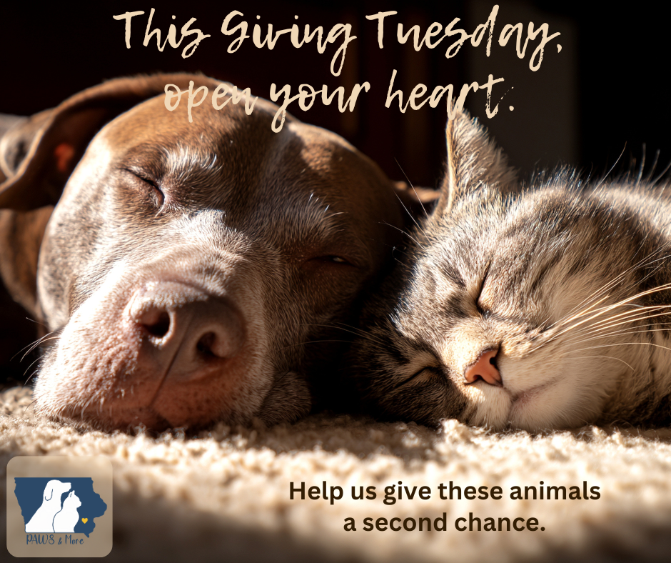 Campaign cover image for Giving Tuesday for PAWS