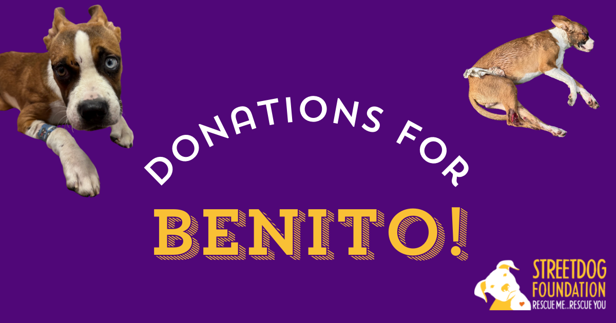 Campaign cover image for Help Heal Benito!
