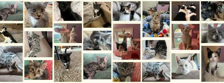 Campaign cover image for Purrs & Poses: Kitten Yoga