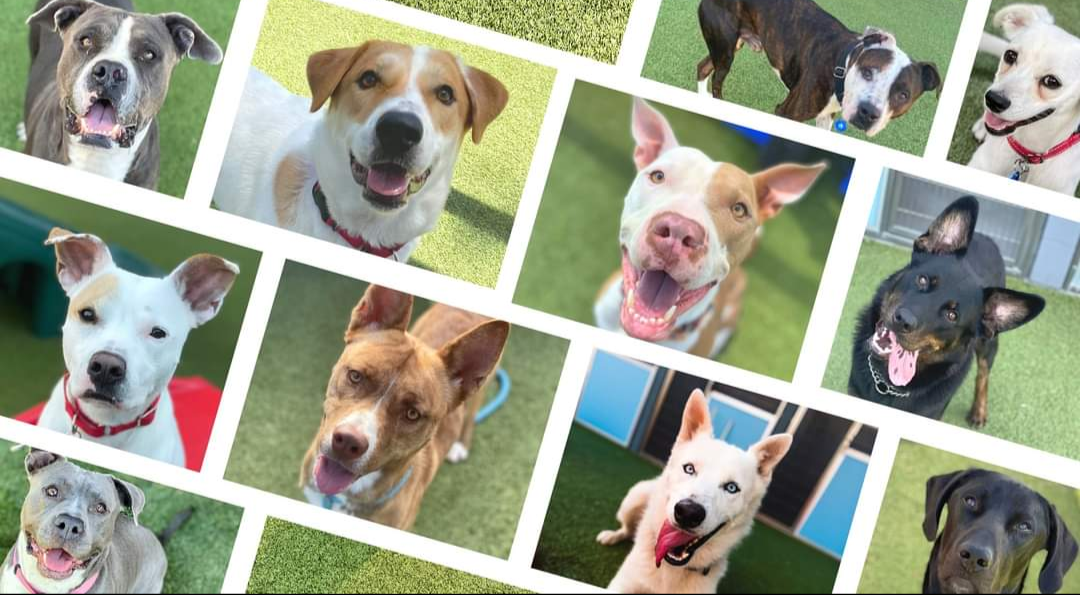 Campaign cover image for 2nd Annual- Alone No More Charity Poker Event/Auction